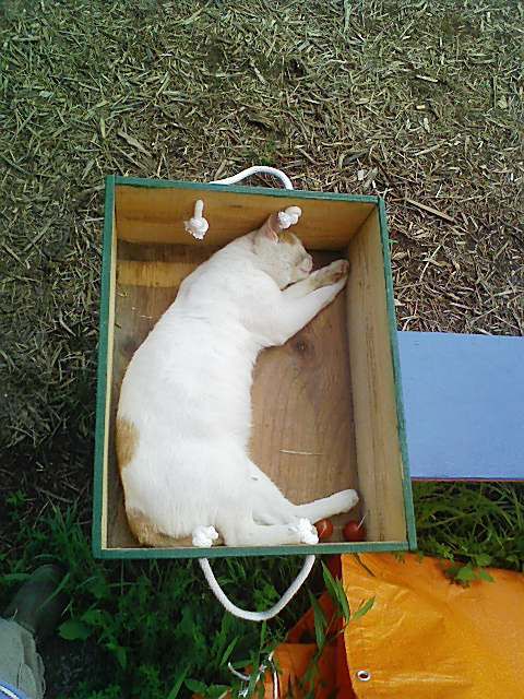 箱猫