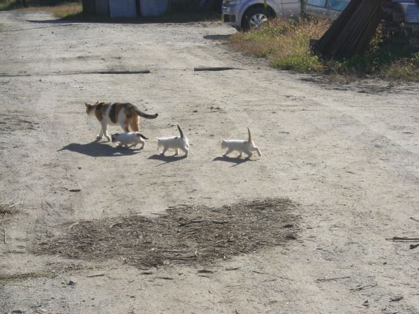 里親募集中です！