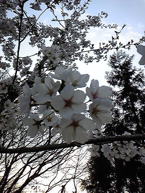 やっと満開