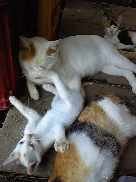 お父ちゃんとプロレスだ！