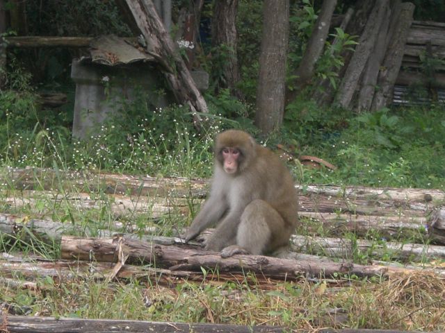 珍客さん