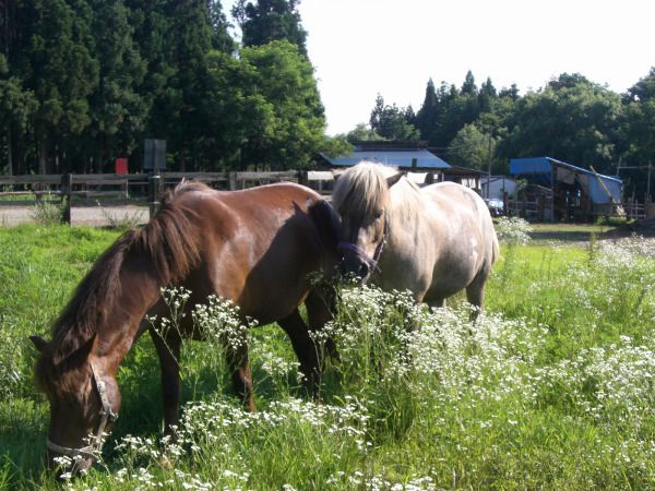 なんちゃってお花畑の中で