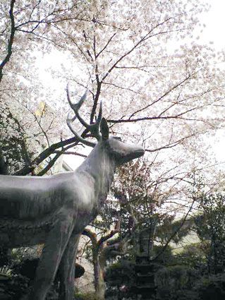 桜、咲いてきました！