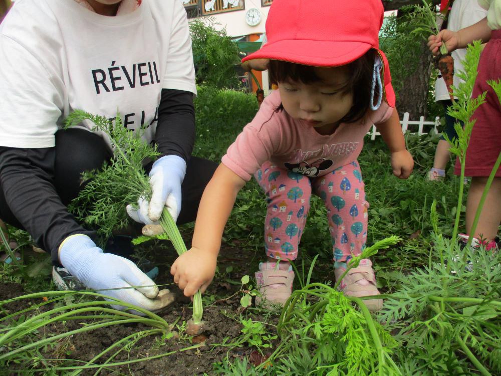 畑の野菜大収穫