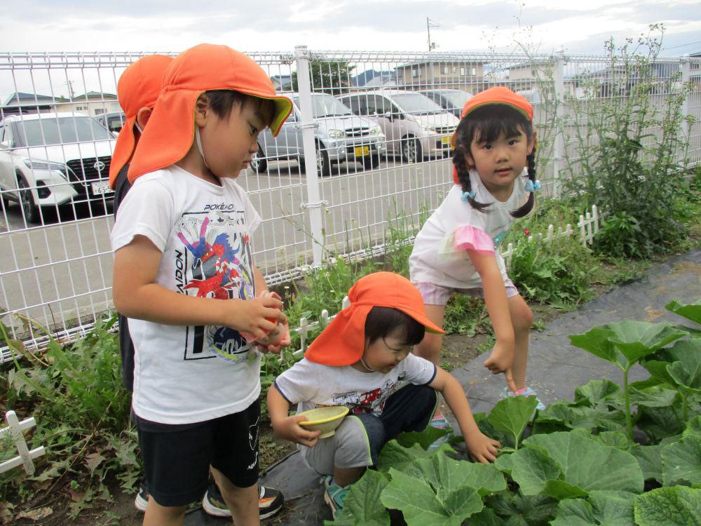 「畑活動」 ～野菜収穫！今年もいっぱい採れたよ～