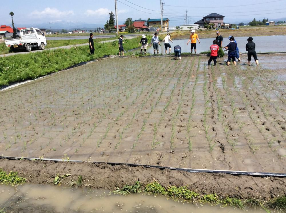 田植え&さなぶり(もちつき)開催しました！