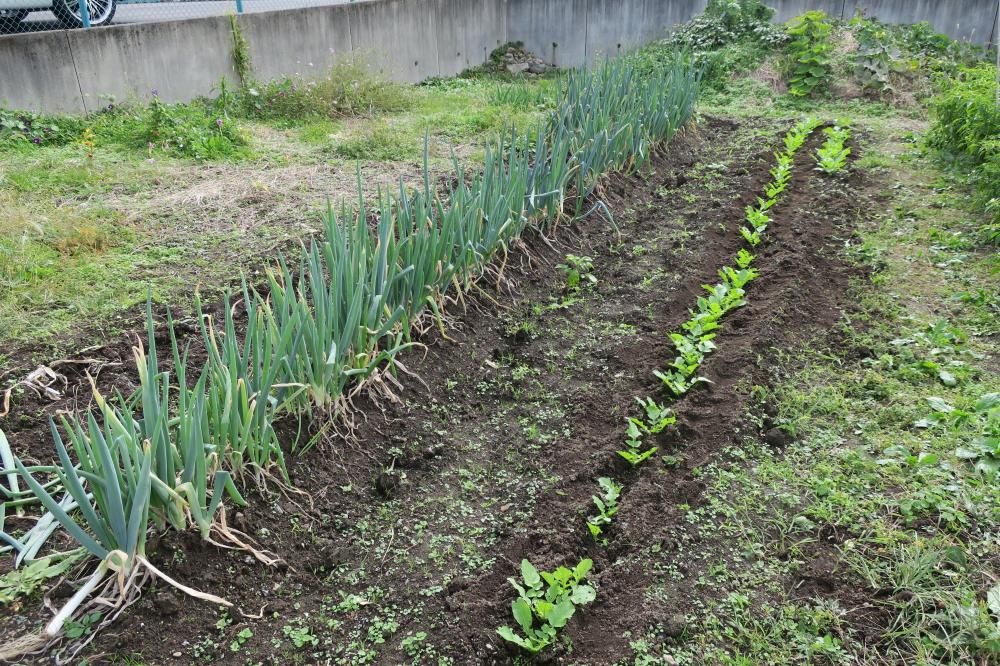 ホームの葱　菊の収穫