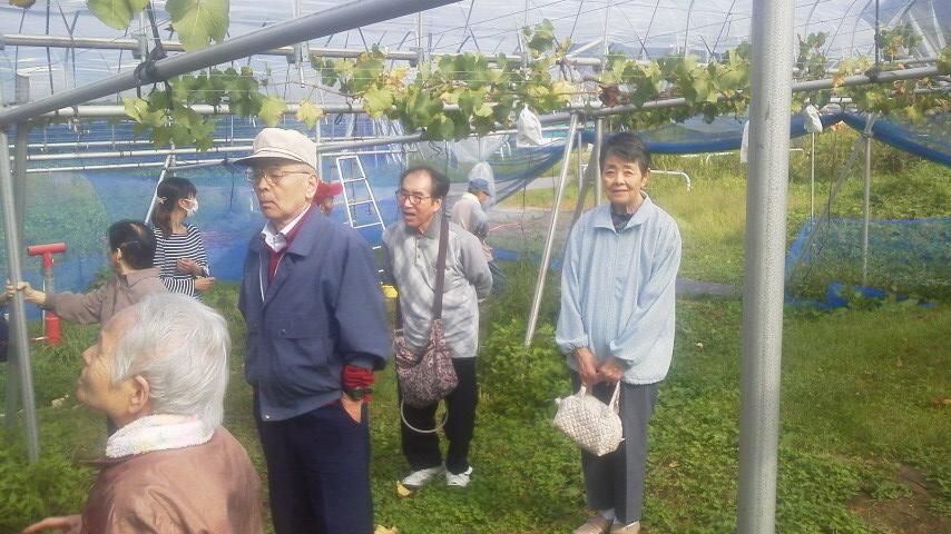 ぶどう狩り
