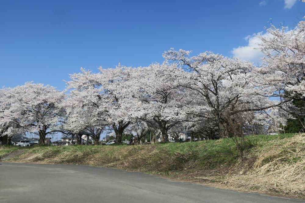 観桜ドライブ