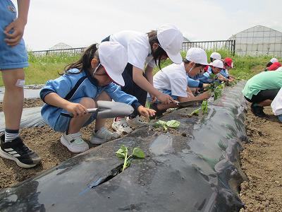 １年生　さつまいも植え