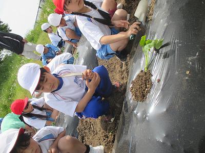 １年生　さつまいも植え