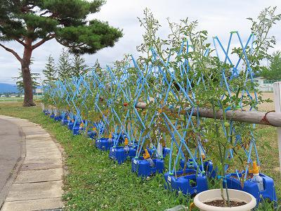 学校で子供たちが植えている植物の生長
