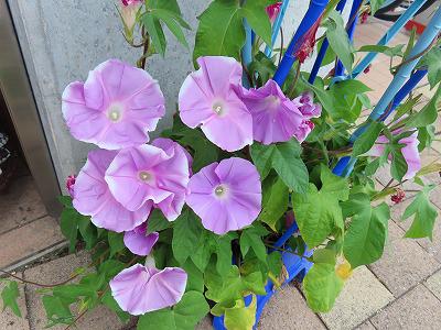 学校で子供たちが植えている植物の生長