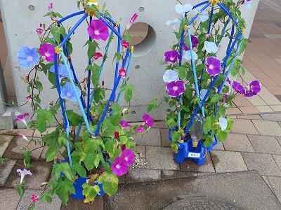 学校で子供たちが植えている植物の生長