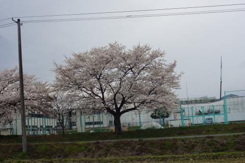 桜と学校