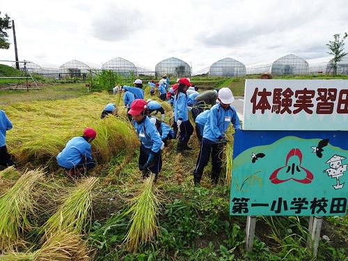 稲刈りを行いました！