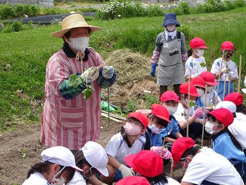 サツマイモ植え