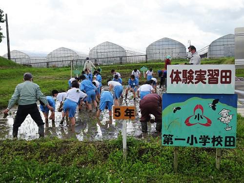 田植え！