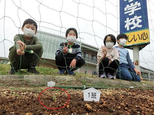宇宙アサガオが発芽しました