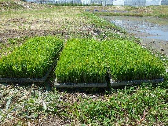 千倉のお友達に今年も！～５年田植え学習開始！～