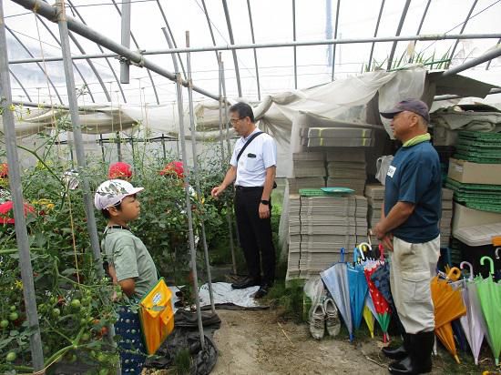 百聞は一見に如かず！～３年生ミニトマトハウス見学～