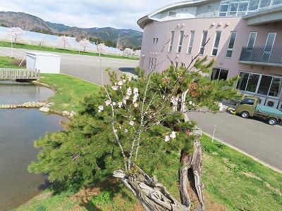 松桜・２年生の学級活動