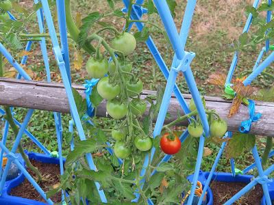 学校で子供たちが植えている植物の生長