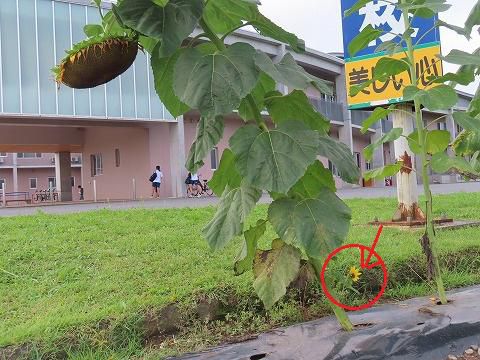 校門前のひまわり 飯豊中から職場体験
