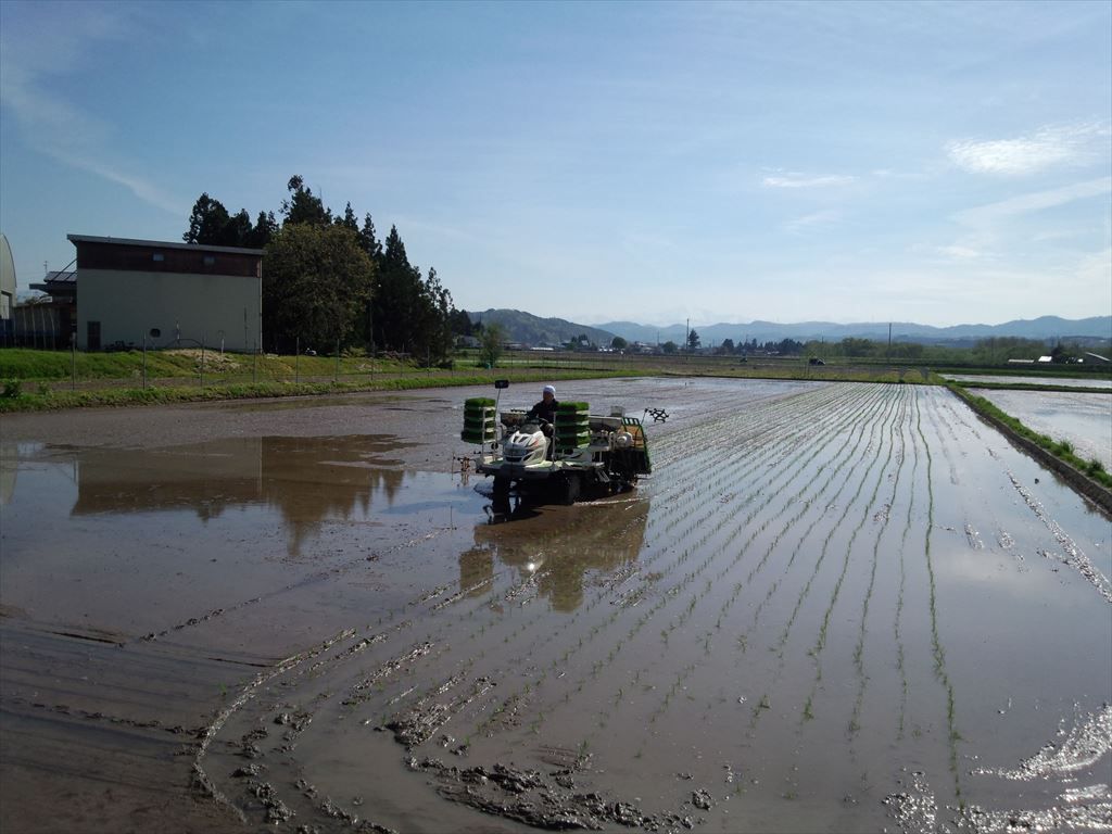 田植え開始！