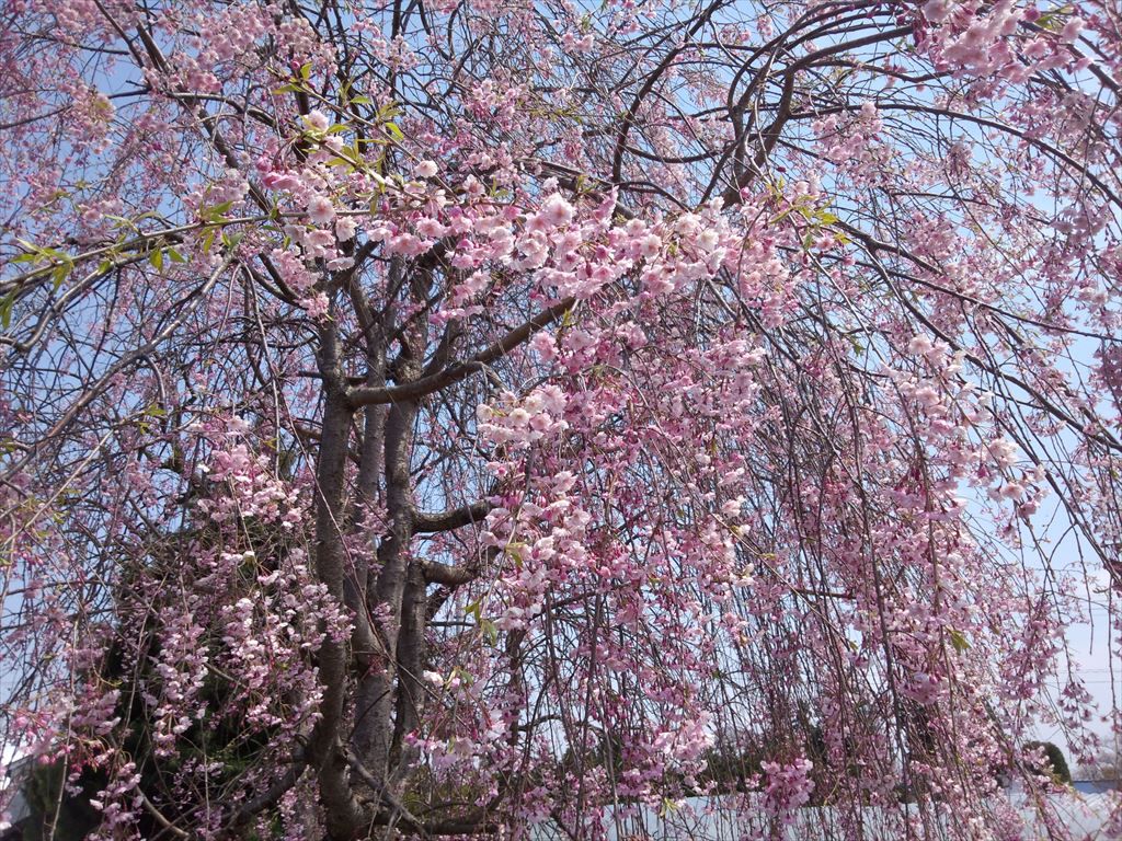 桜咲く
