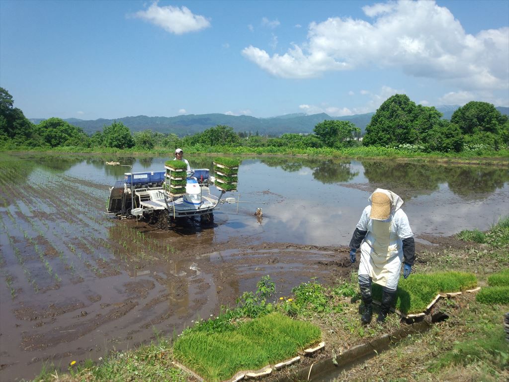 田植え（飼料米）
