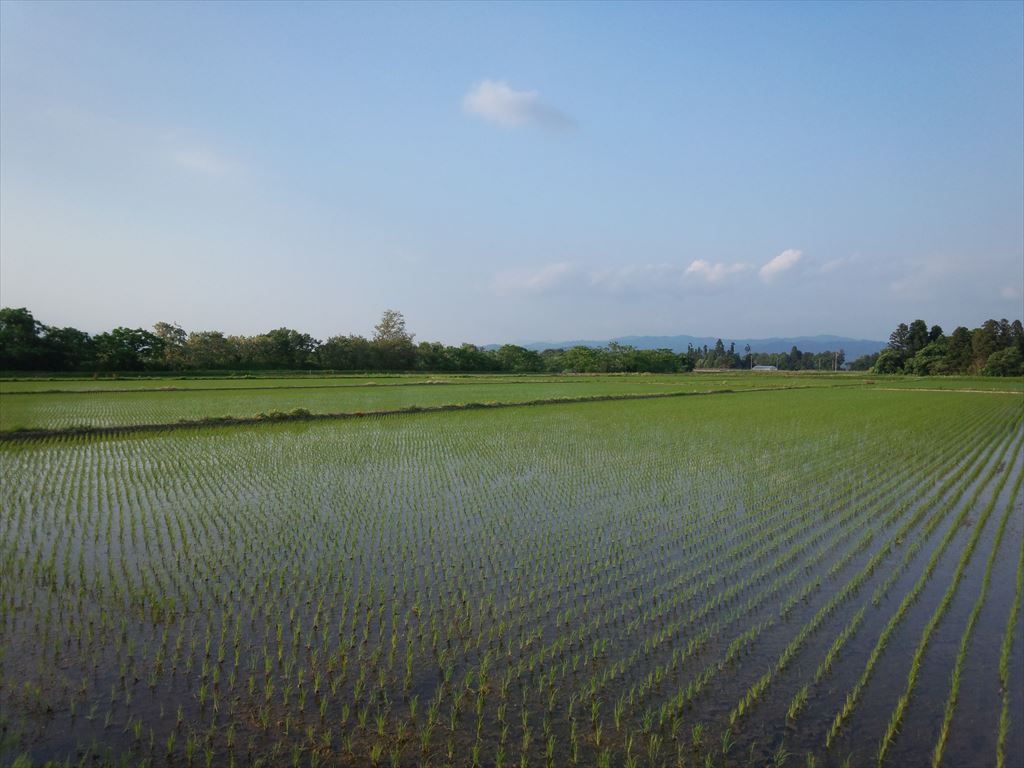 今日も天気が良いですね。