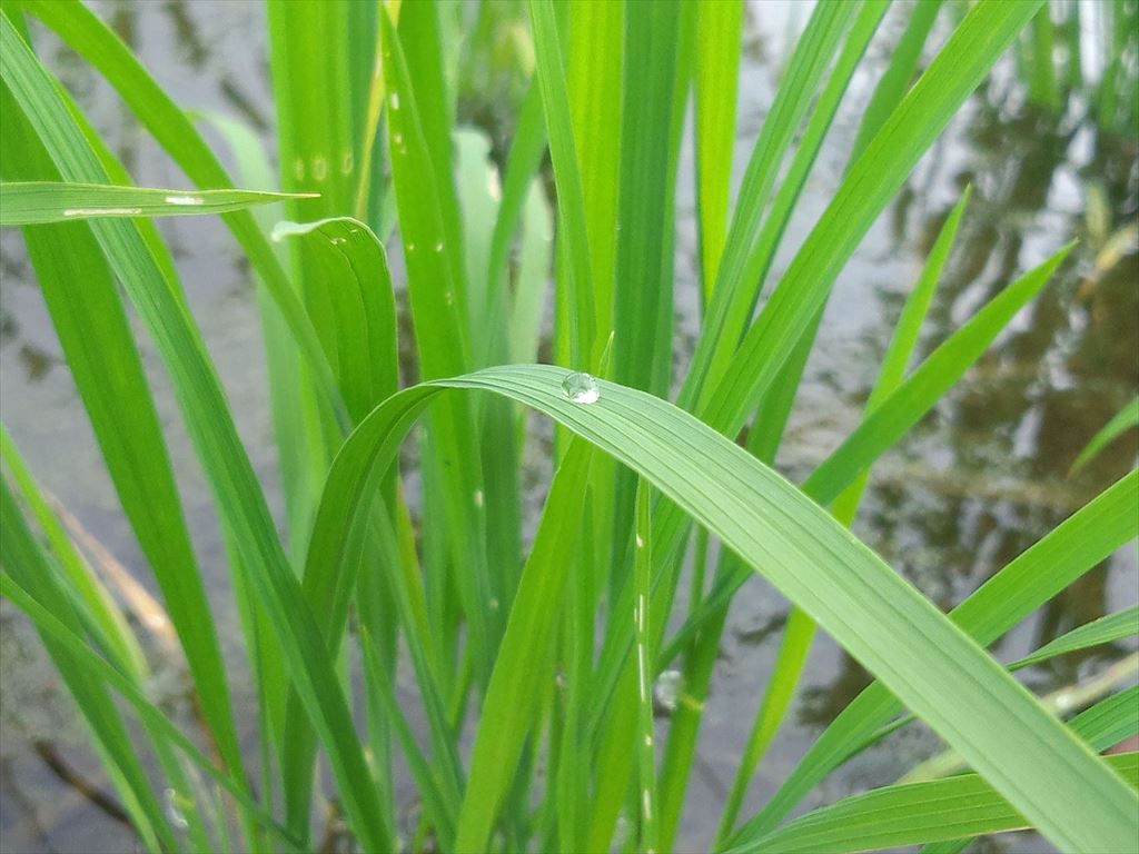 久しぶりの雨の日