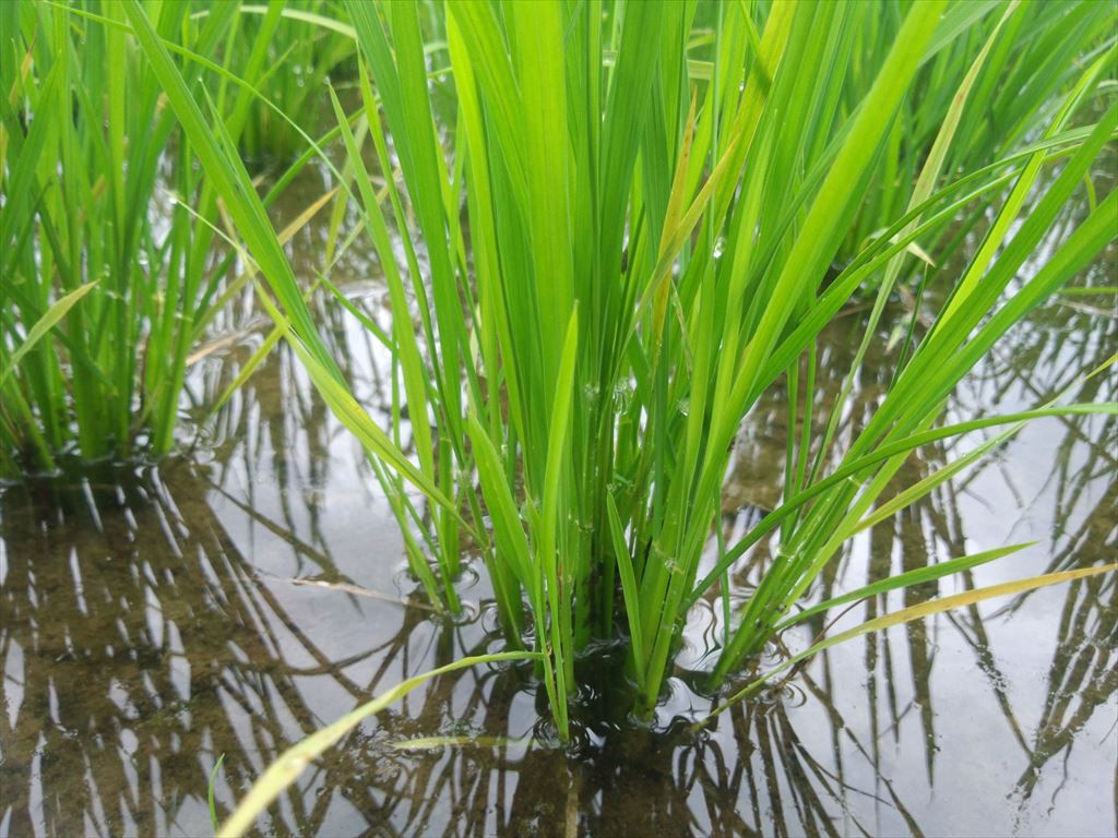 田植えからはや1か月