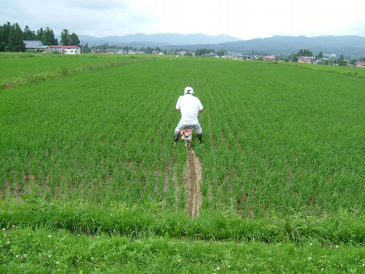 中干しに入りました