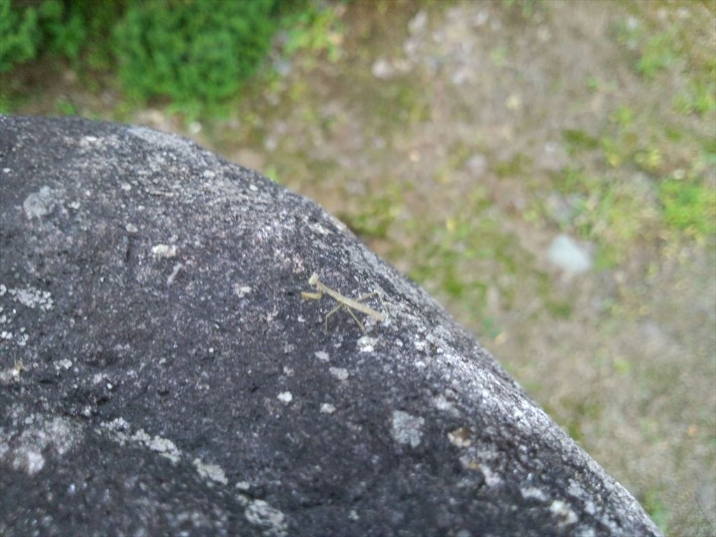 小さなカマキリ見つけた