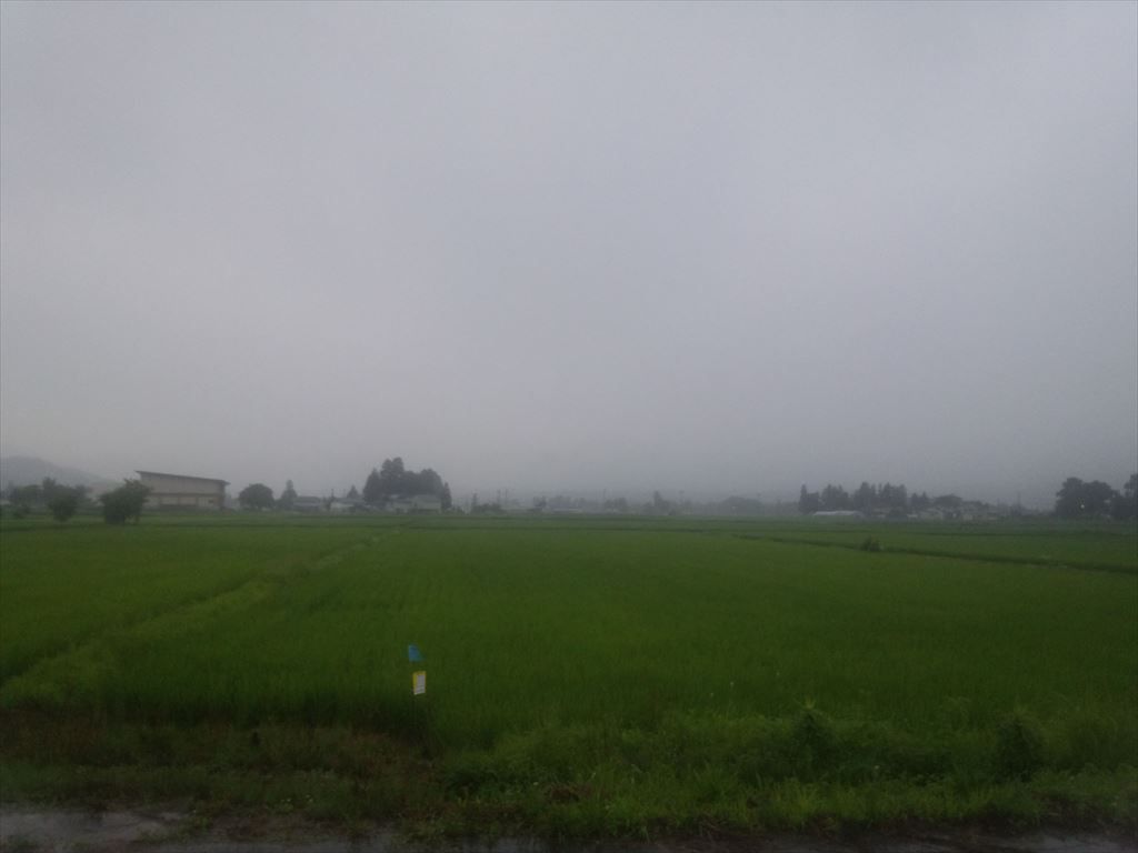 雨の中でも草刈り