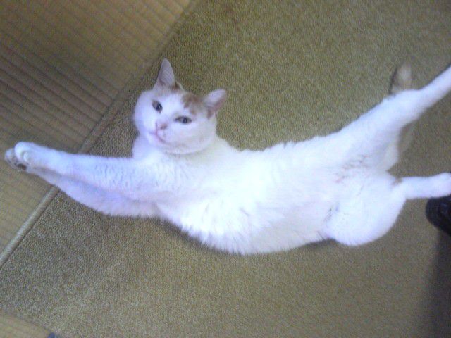 ねこ