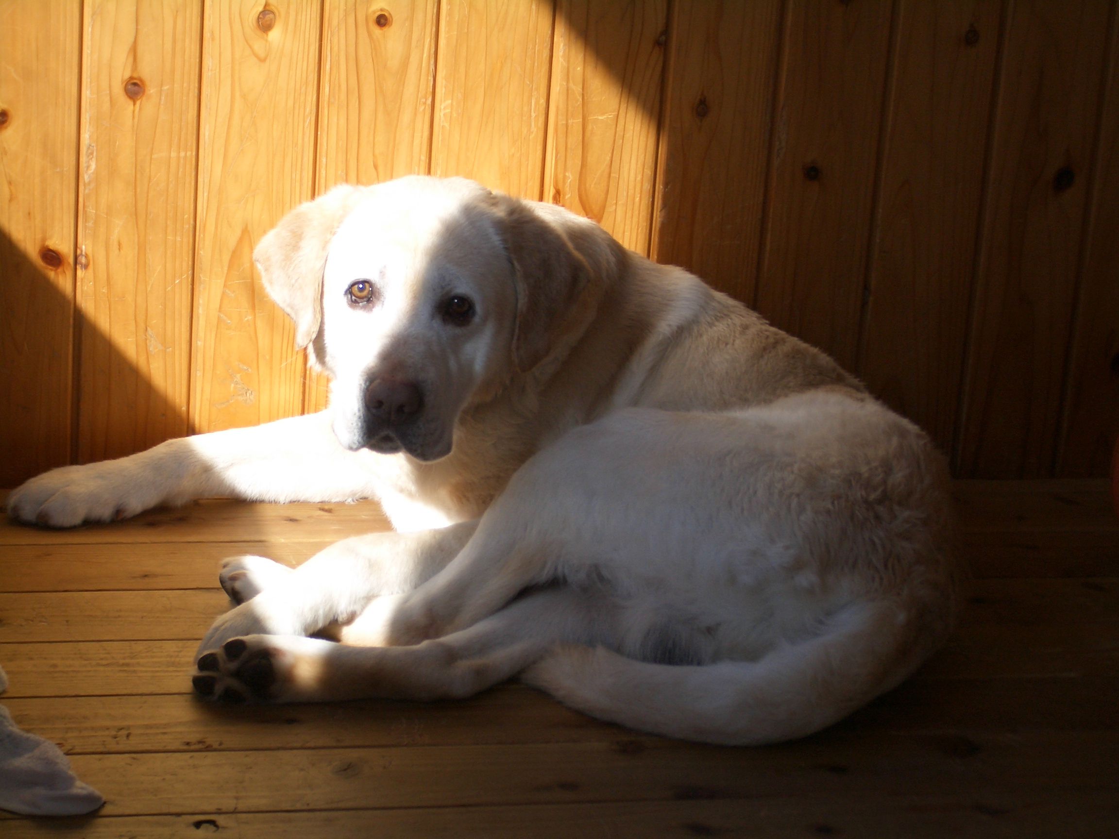 高断熱住宅に住む愛犬家（１９）
