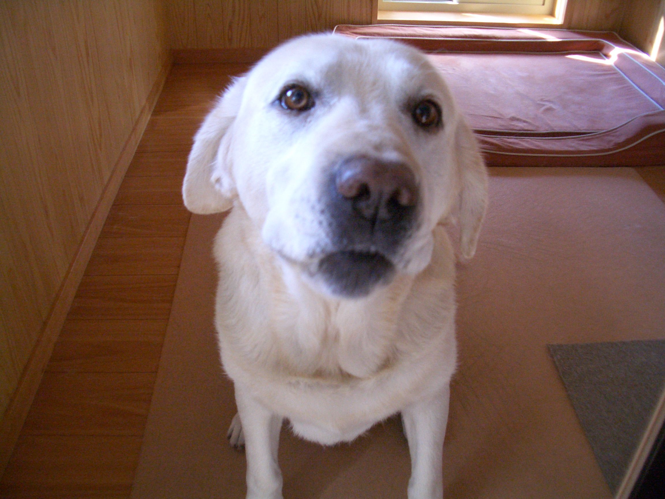 高断熱住宅に住む愛犬家（21）