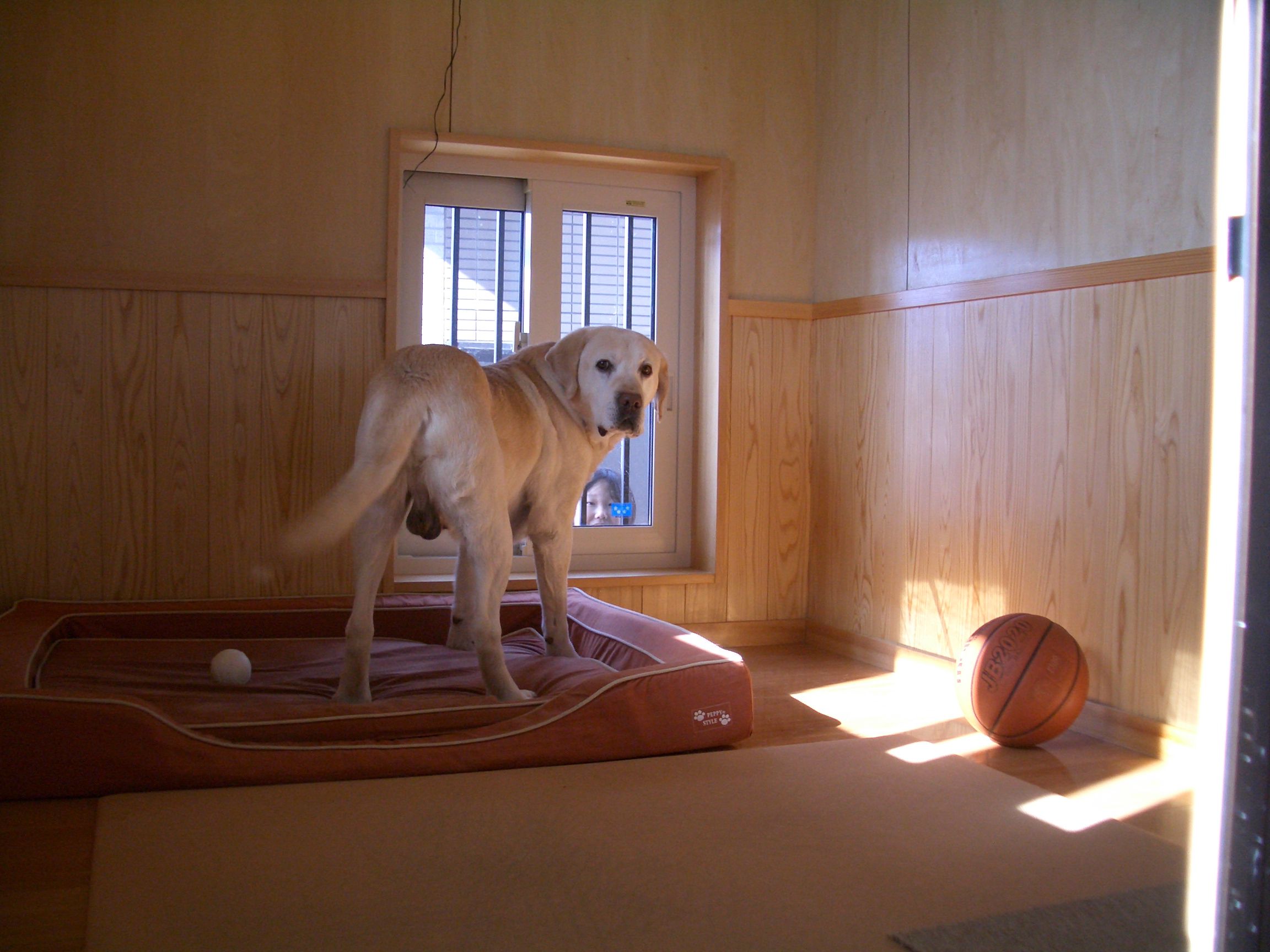 高断熱住宅に住む愛犬家（24）