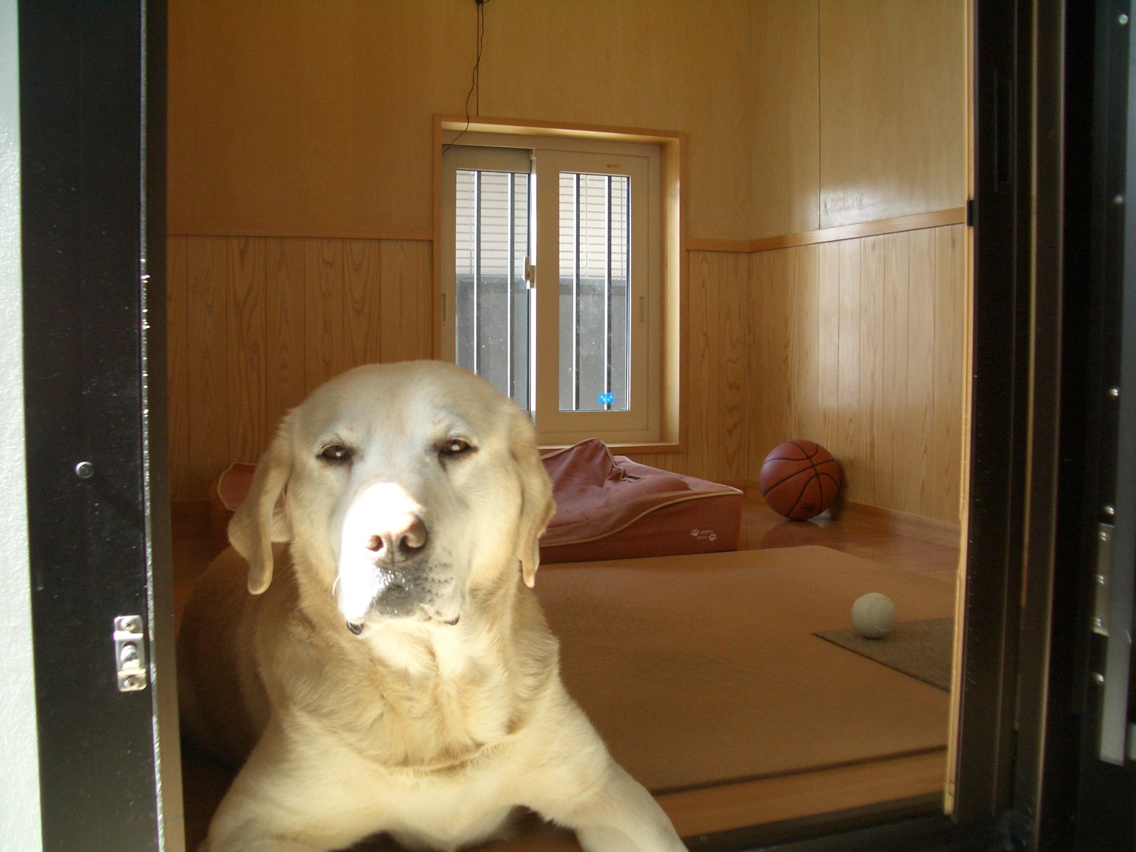 高断熱住宅に住む愛犬家（２６）