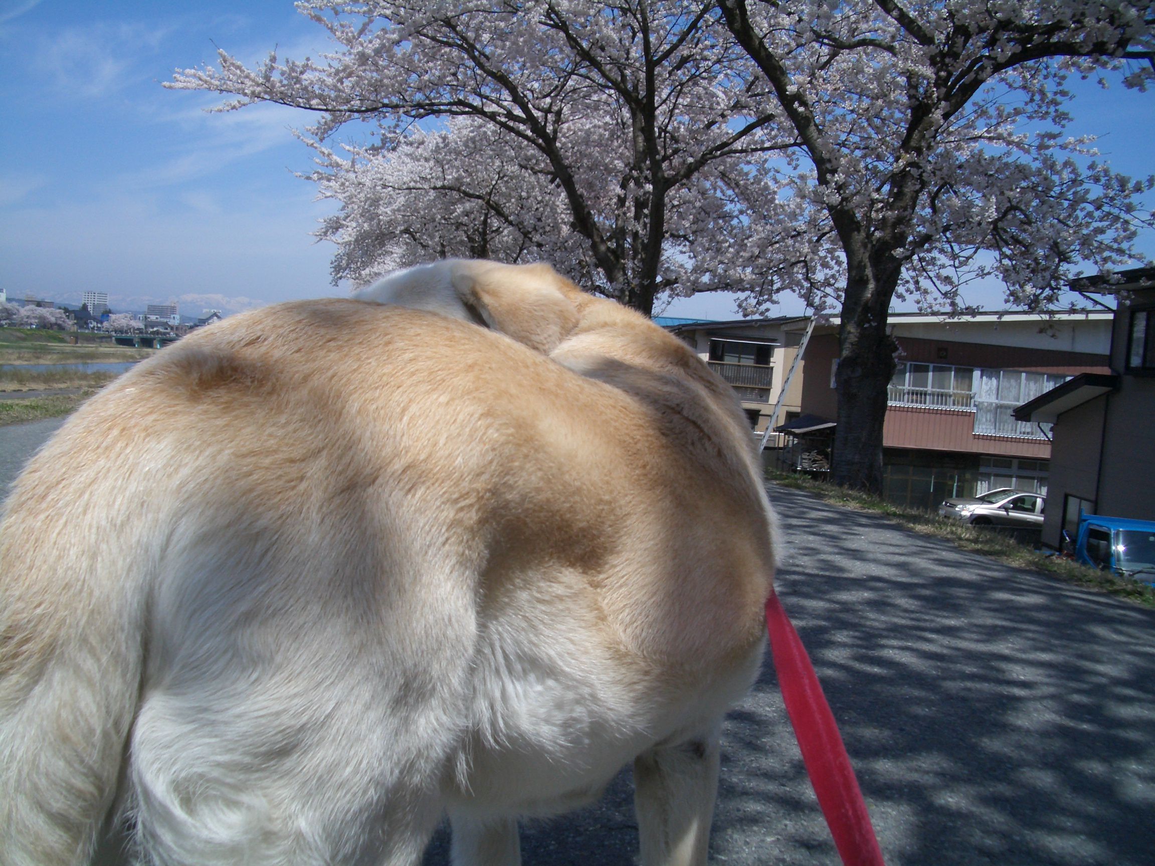 桜　高断熱住宅に住む愛犬家（２９）