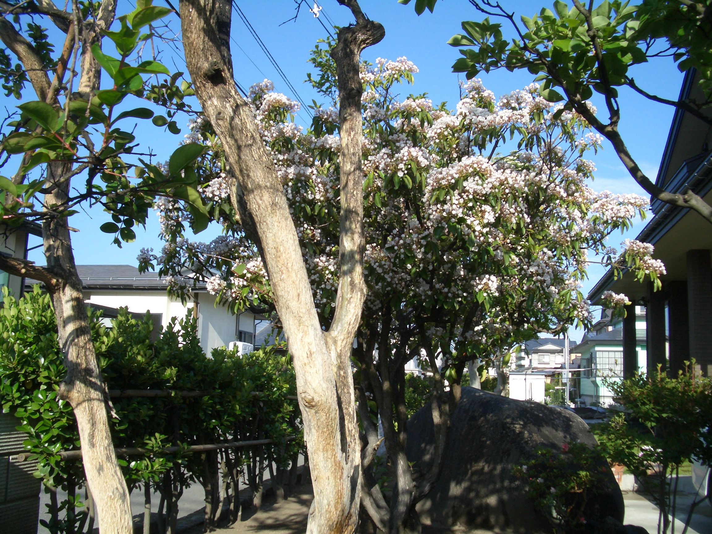 妻の花　　米沢の高断熱高気密住宅体験記（３３）