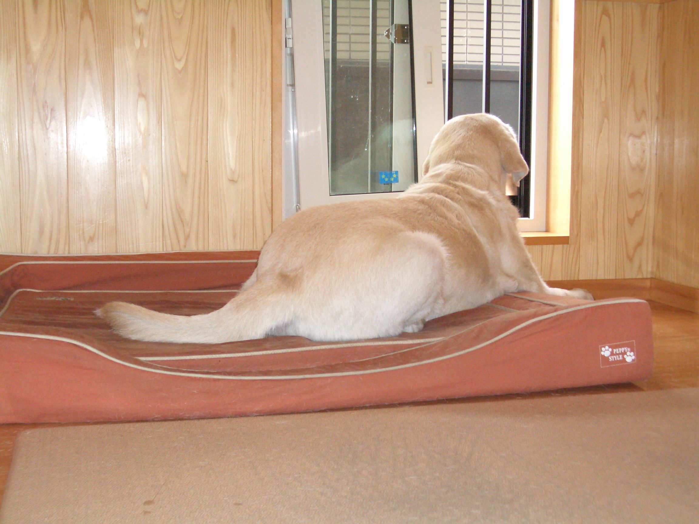 秋　　高断熱住宅に住む愛犬家（３４）
