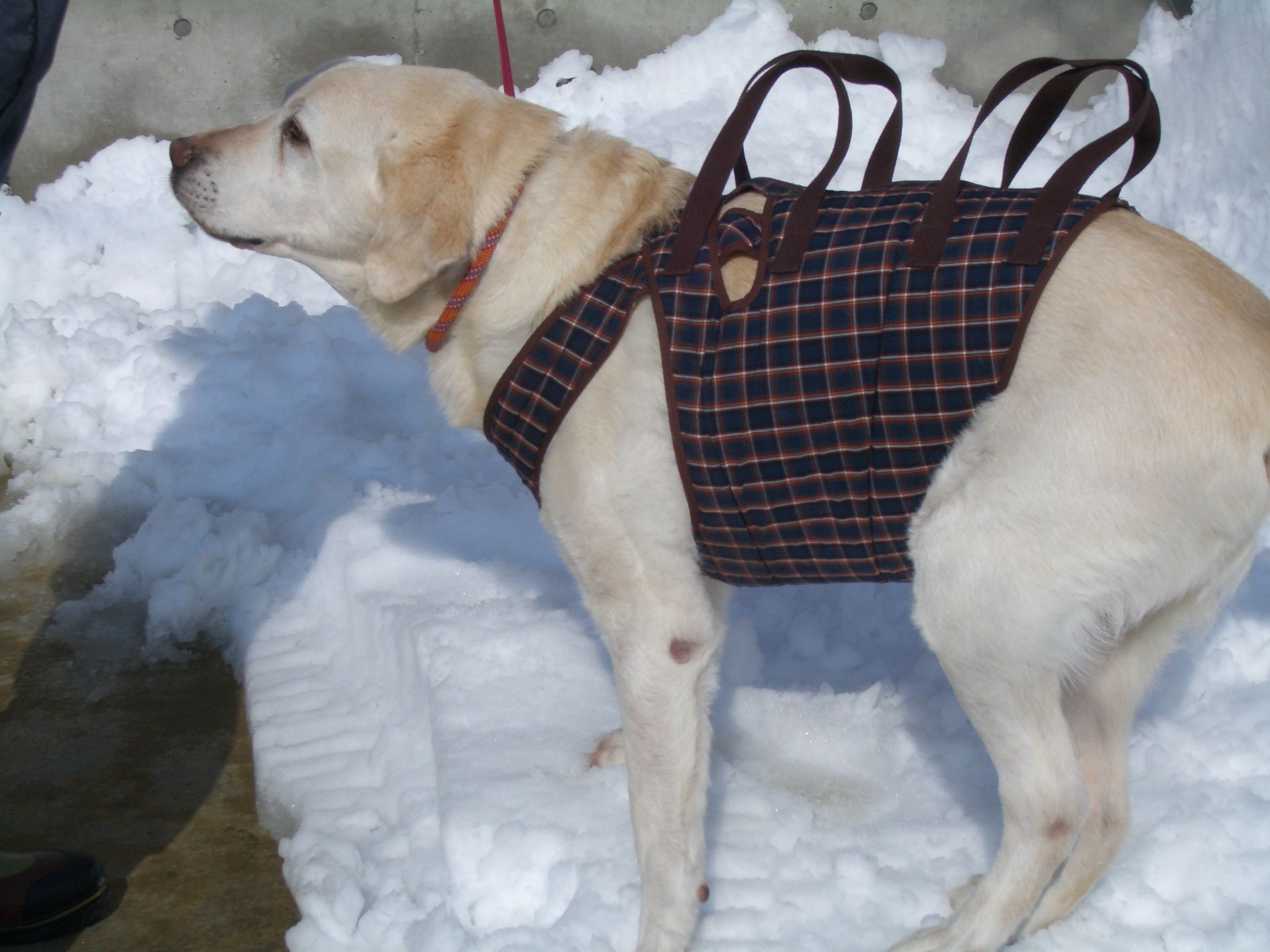 介護　高断熱住宅に住む愛犬家（３５）
