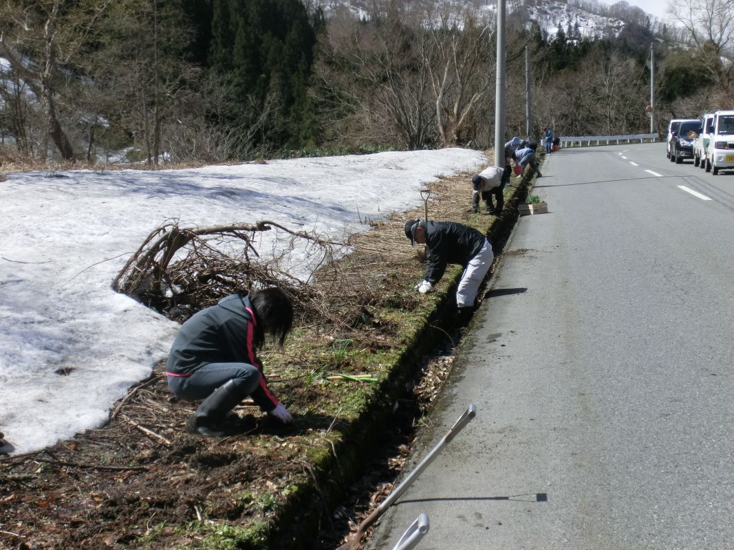 中津川すいせんロードの手入れ