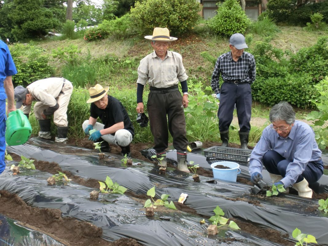 ふるさと学園畑作業