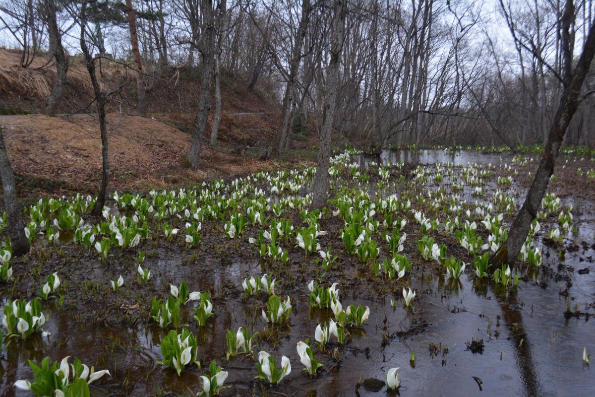 東部地区の水芭蕉の群生