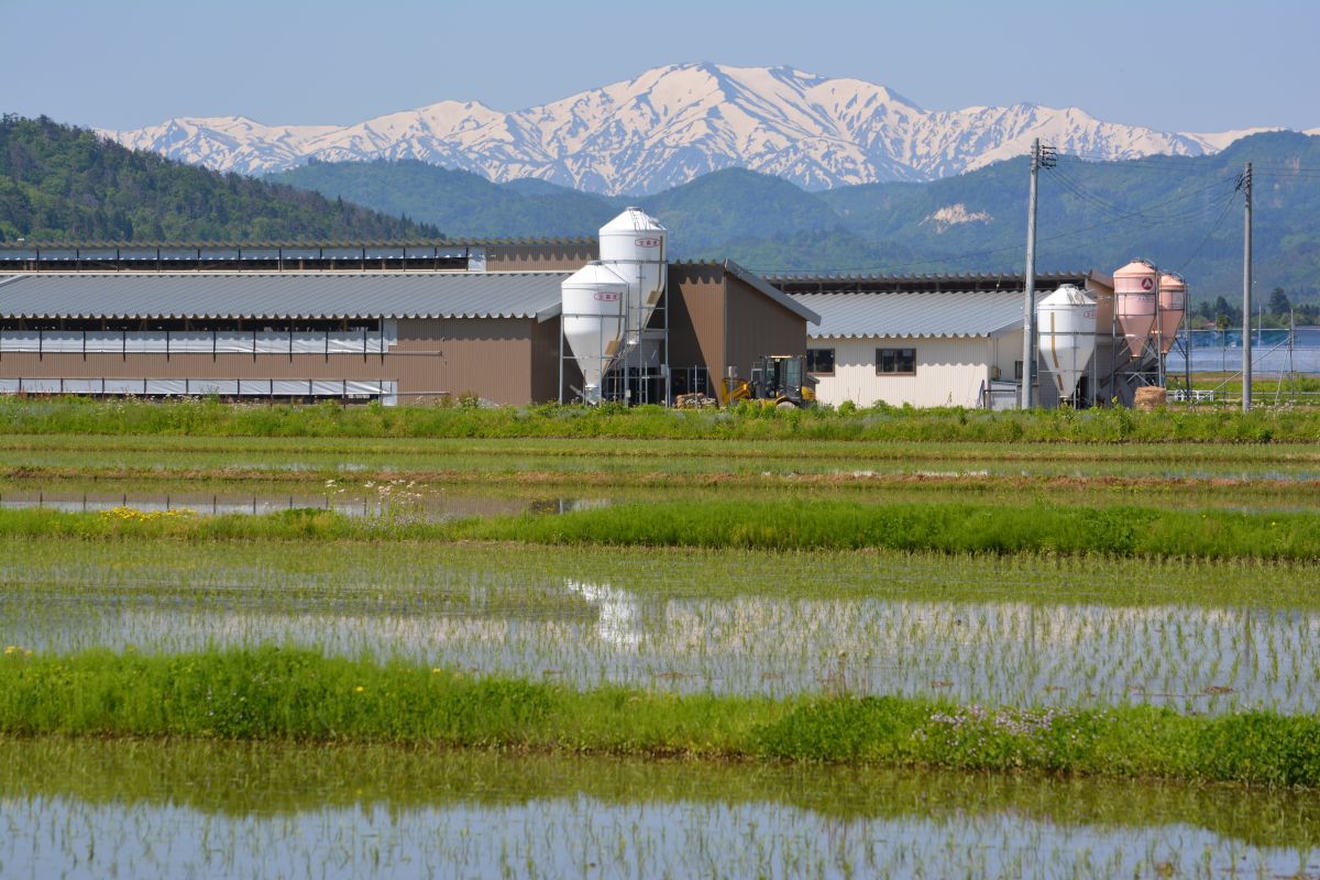 東部地区では田植え作業の真っ只中です。